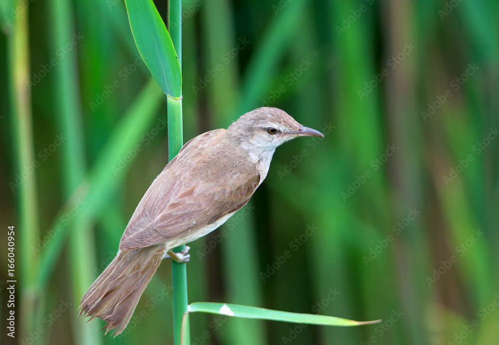 大苇莺（Acrochalus arundinaceus）特写肖像。后视图。