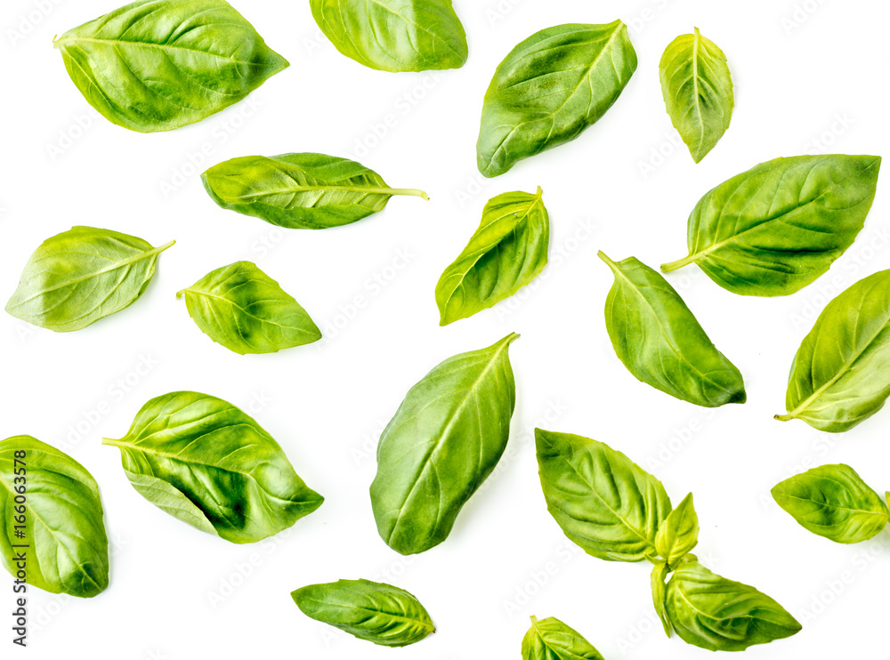 Basil leaves on white background. Top view.