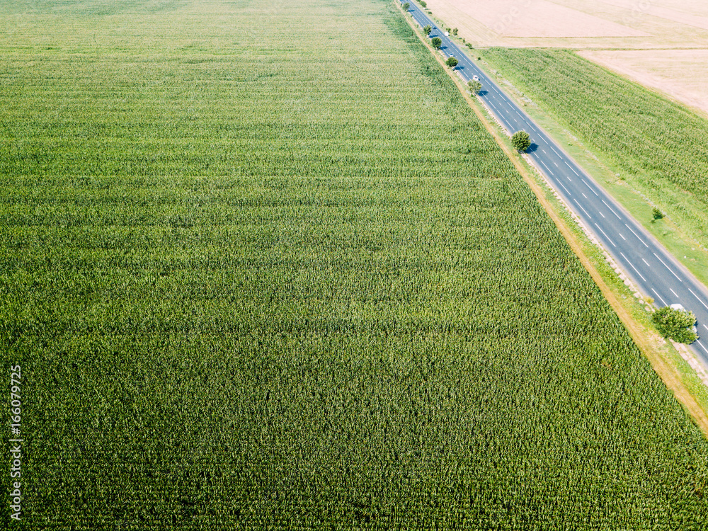 Aerial Drone View Of Green Corn Plantation Ready For Harvest