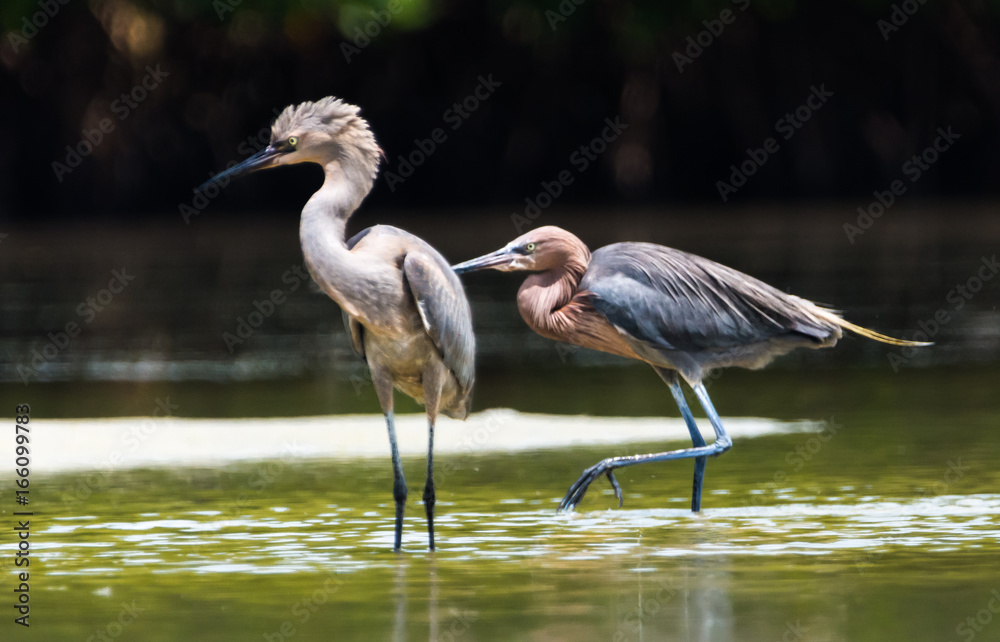 Reddish Egrets