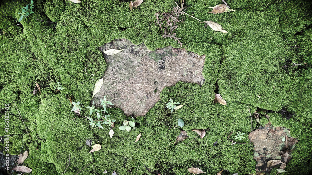 Texture of old brick with green moss