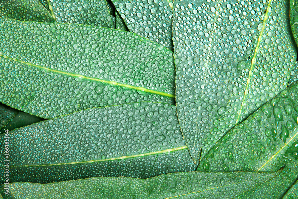 Nature Eucalyptus leaves with water rain drop background