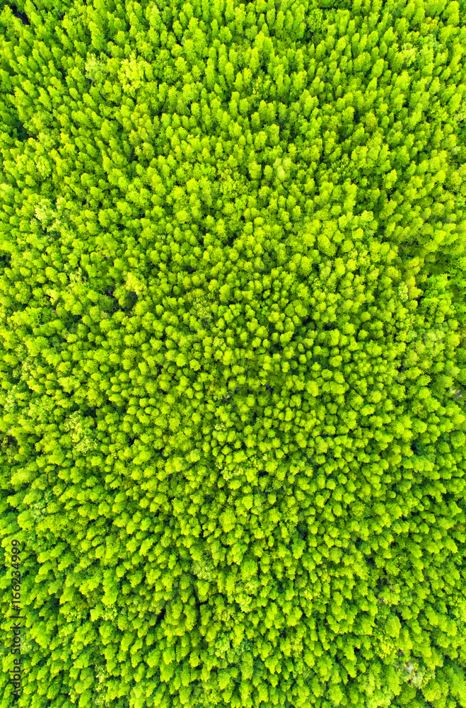 top view tree , beautiful background ,aerial view , mangrove forest, Natural grass texture,blurred