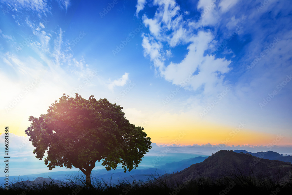 A lonely tree on a green hill during morning. A beautiful morning among the hills.