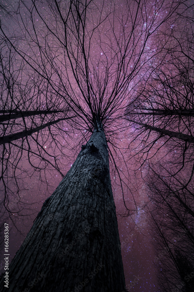 夜晚干燥的森林和松树的黑暗轮廓透视图，背景是星空