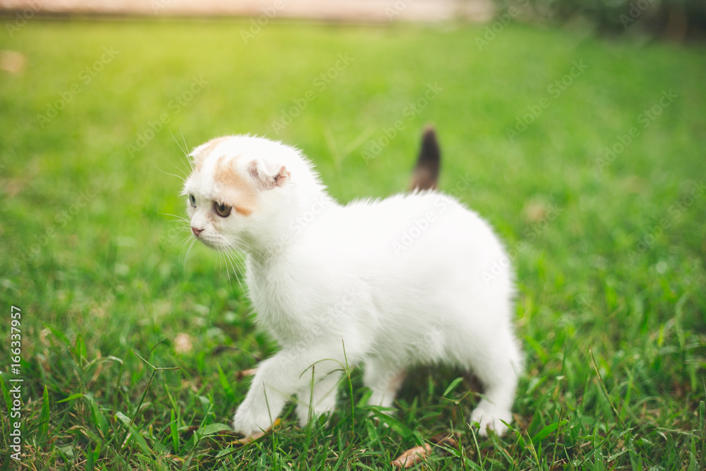 Little Cat playing with in grass