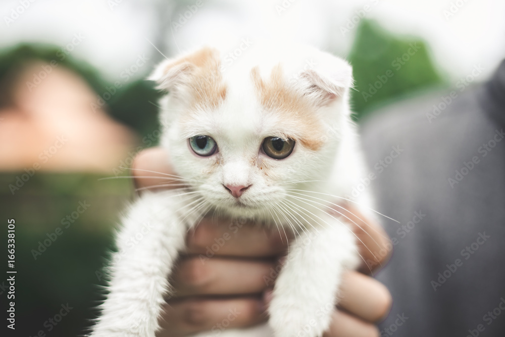 Little Cat playing with in grass