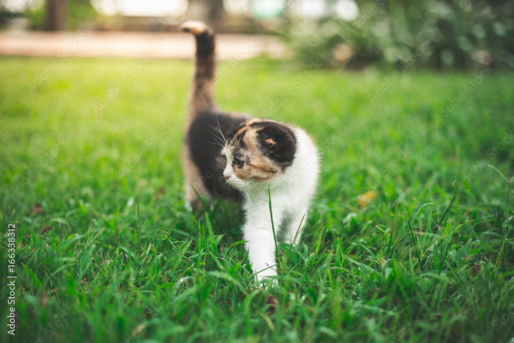 Little Cat playing with in grass