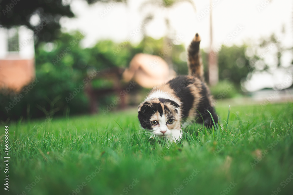 Little Cat playing with in grass