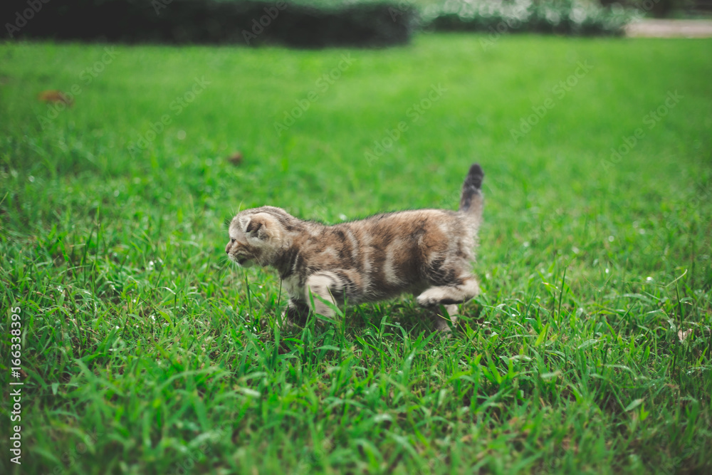 Little Cat playing with in grass