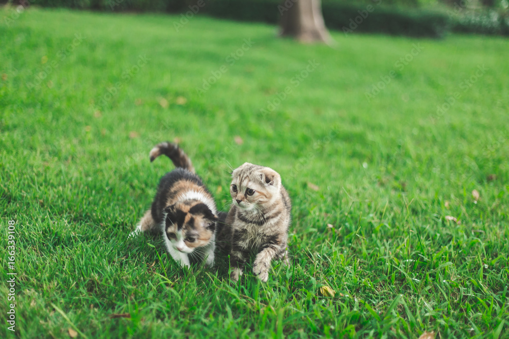 小猫在草地上玩耍