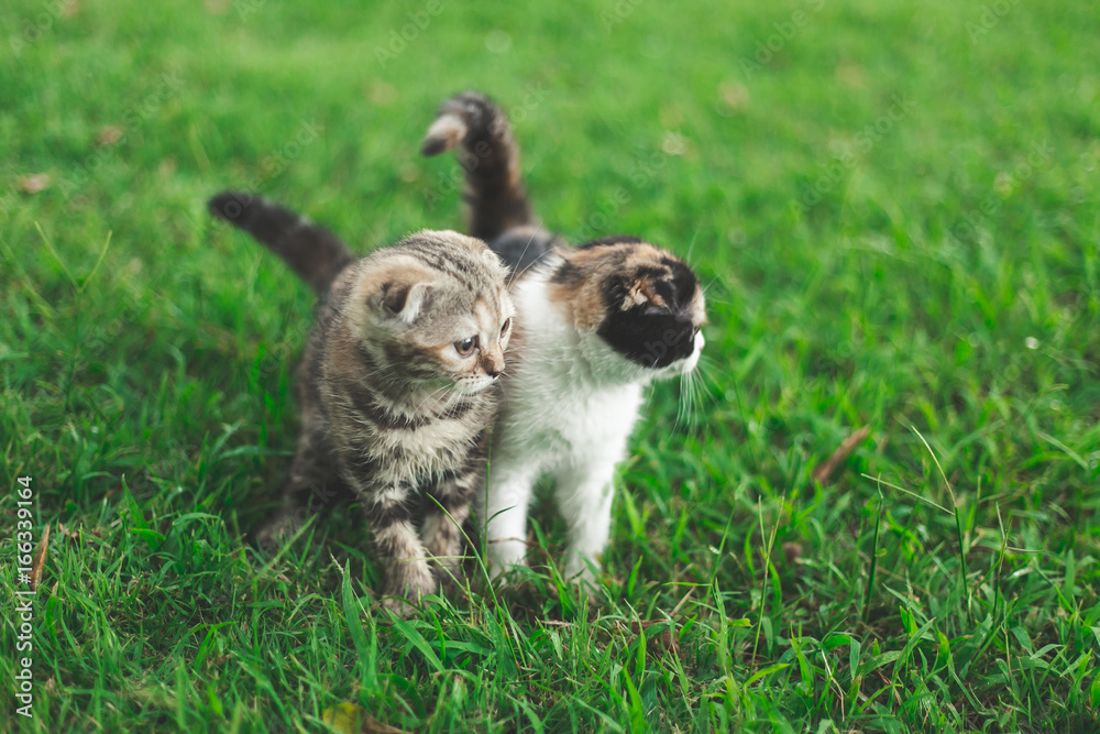 Little Cat playing with in grass