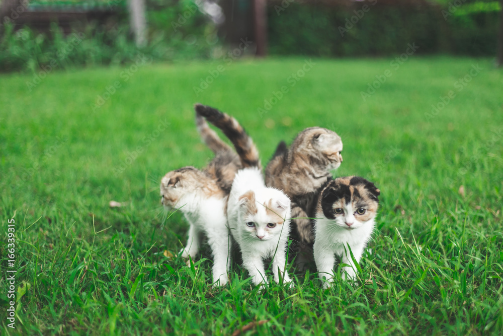 Little Cat playing with in grass