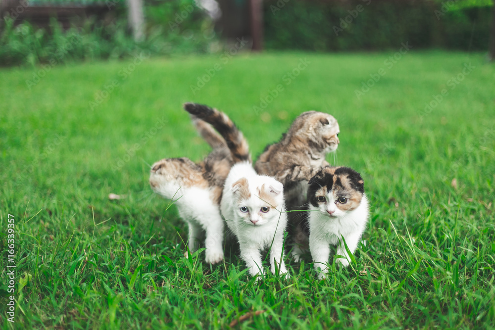 Little Cat playing with in grass