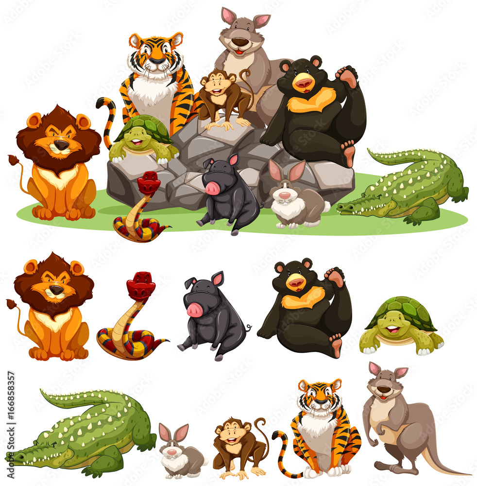 Different types of wild animals