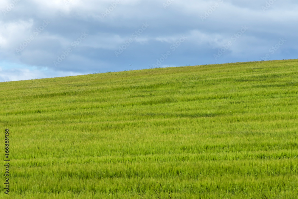 蒼い麦の風景　Scenery with wheat field