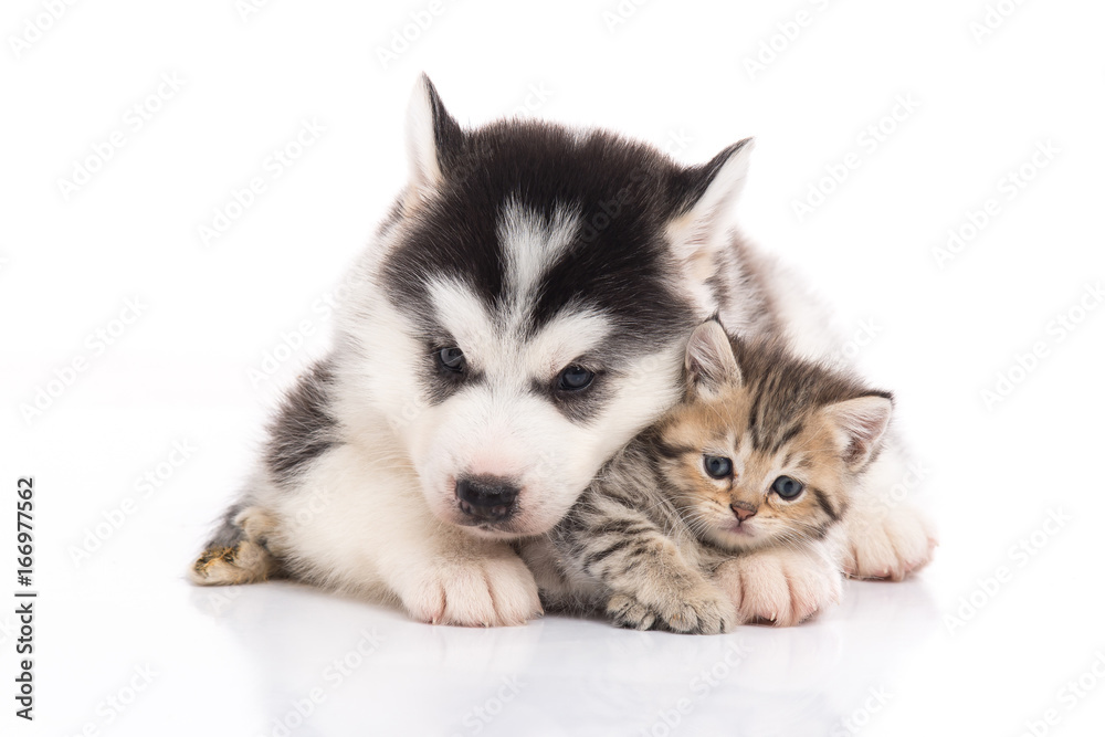 Cute siberian husky puppy cuddling cute kitten