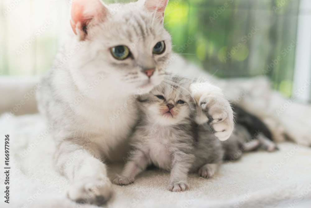 cat kissing her kitten with love