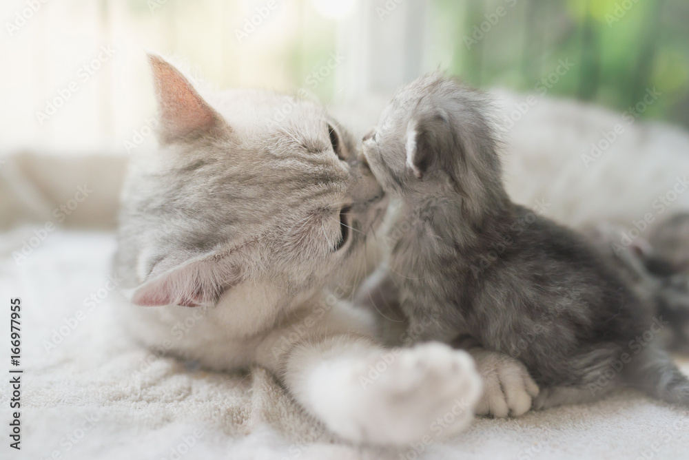 cat kissing her kitten with love