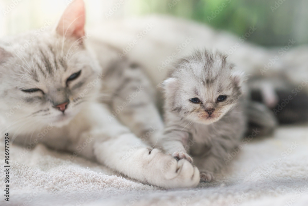 cat kissing her kitten with love