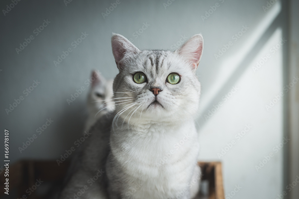 cat sitting and looking on old wood shelf