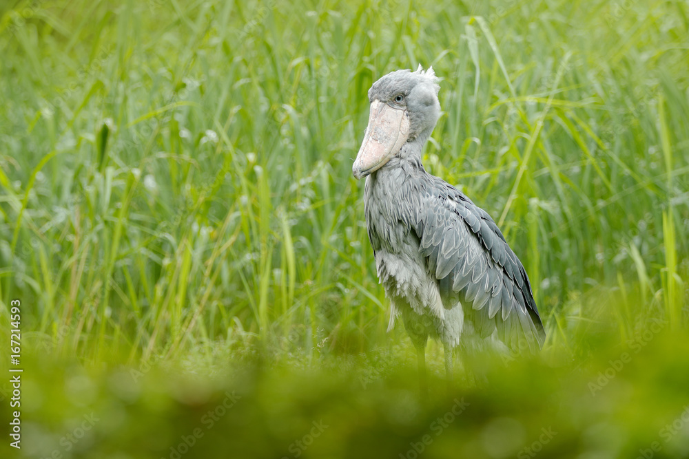 非洲观鸟。Shoebill，Balaeniceps rex，刚果大嘴鸟的肖像。野生动物细节