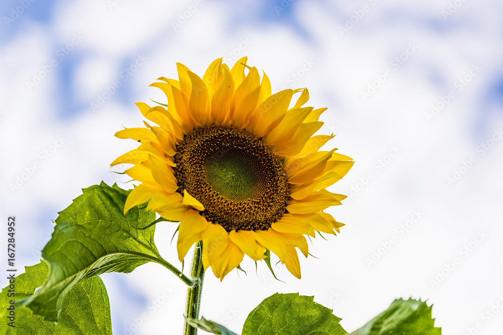 Sonnenblume