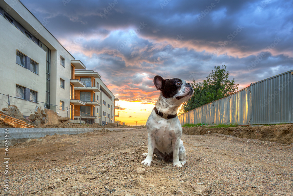 日落时在城市散步的法国斗牛犬