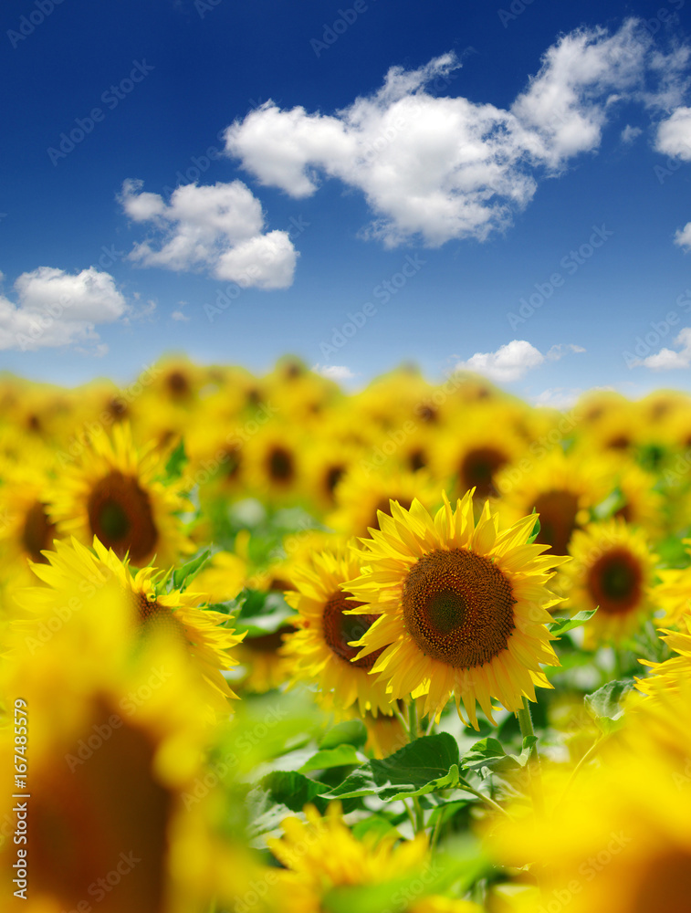 field of blooming sunflowers