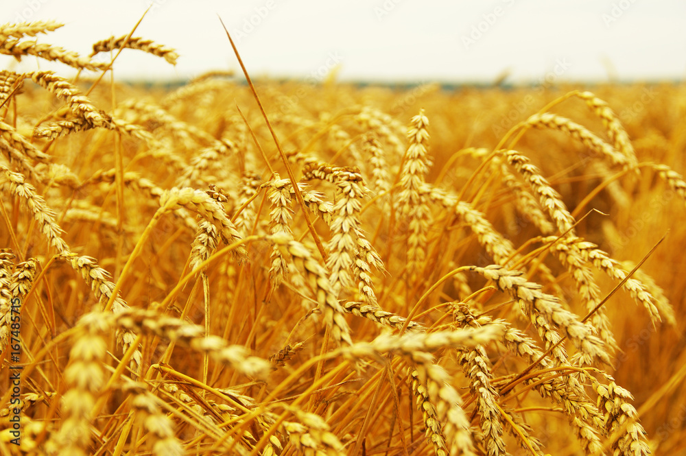  ears of wheat