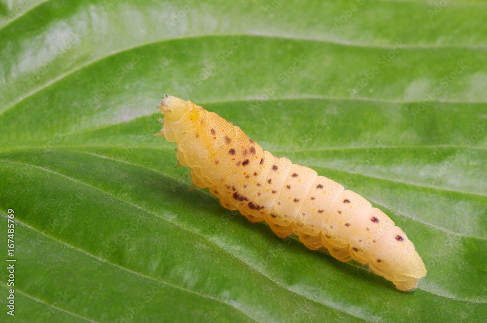  Сaterpillar on a white