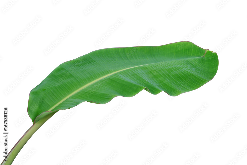 banana leaf isolated on white background, File contains a clipping path.