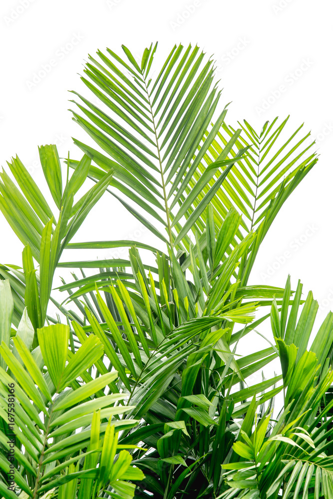 green palm leaf on a white background