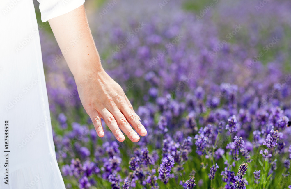 Woman hand touching lavender bushes at summer day