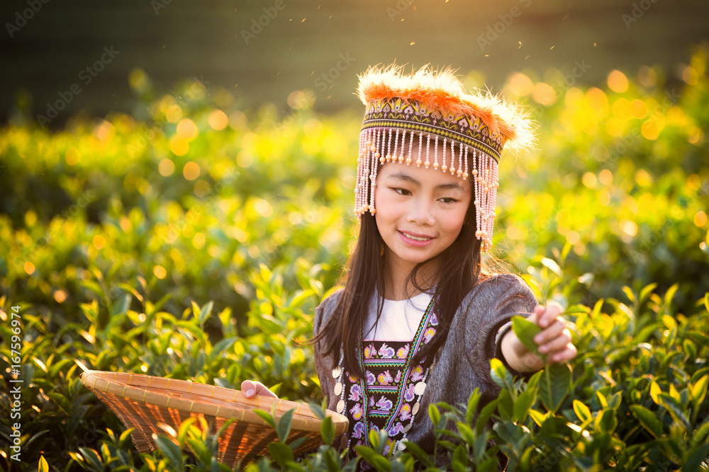 一个女孩收获的绿茶叶子