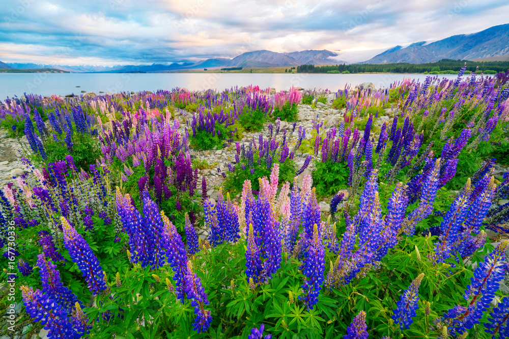 新西兰Tekapo Lupin湖景观