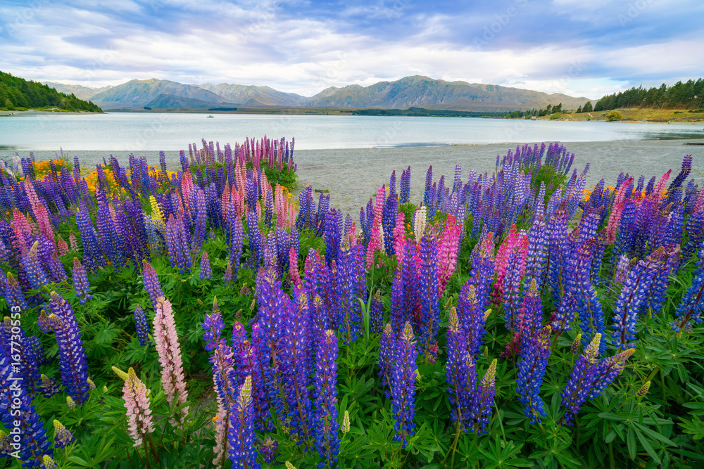 新西兰Tekapo Lupin湖景观