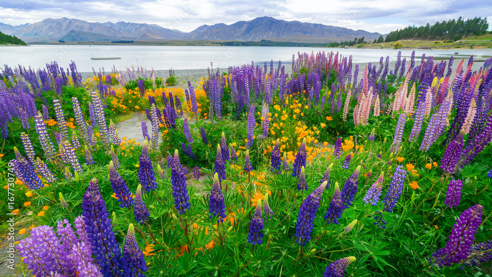 新西兰Tekapo Lupin湖景观