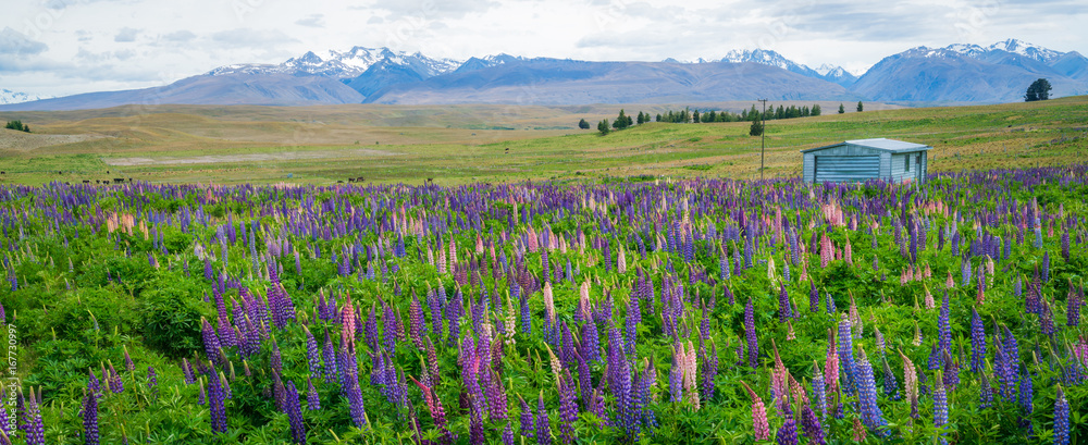 新西兰Tekapo Lupin湖景观