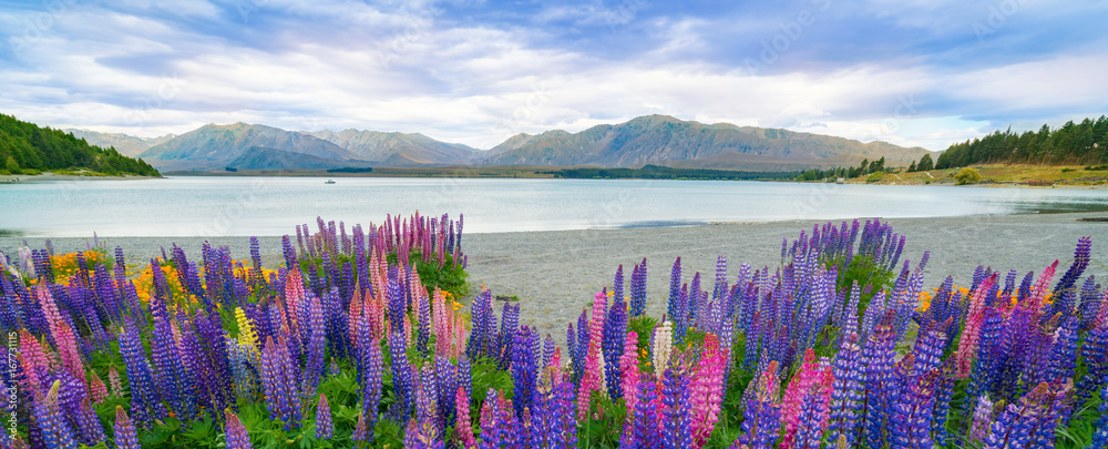 新西兰Tekapo Lupin湖景观