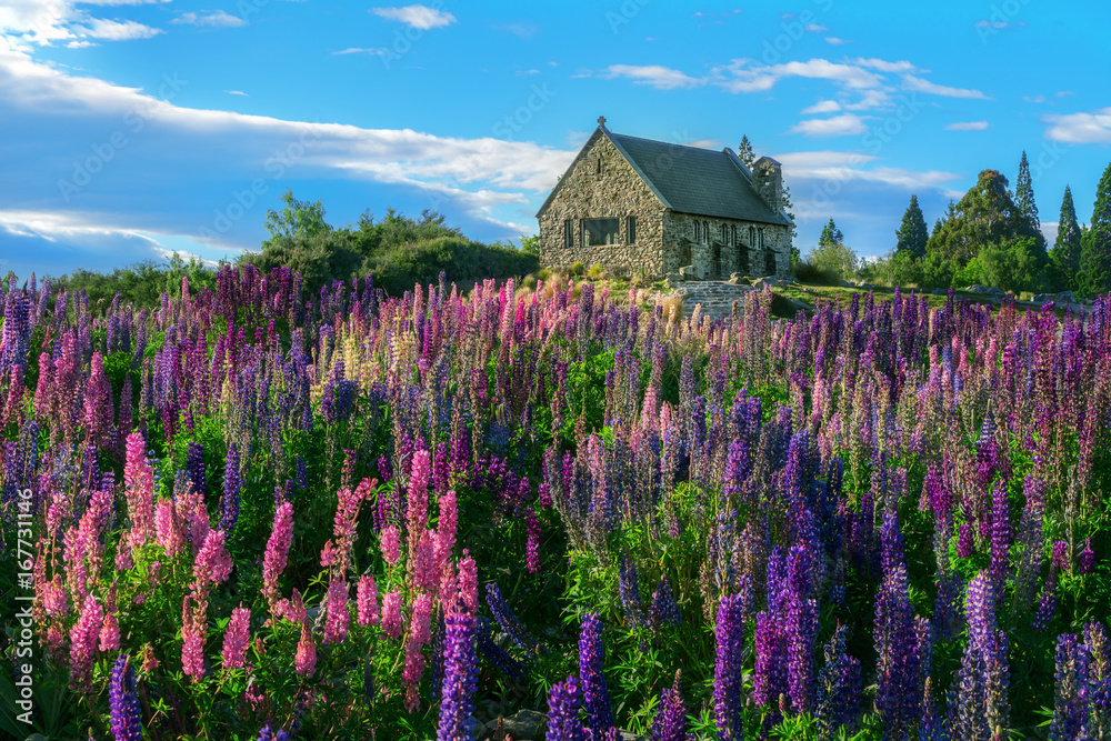 Church of the Good Shepherd and Lupine Field, Lake Tekapo