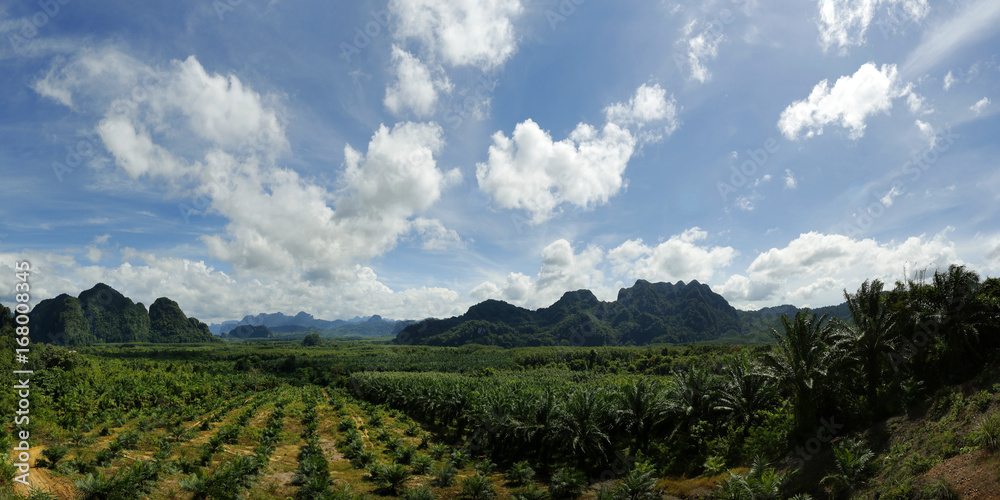 棕榈树种植园