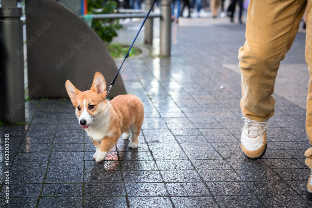 彭布罗克威尔士柯基犬在日本散步