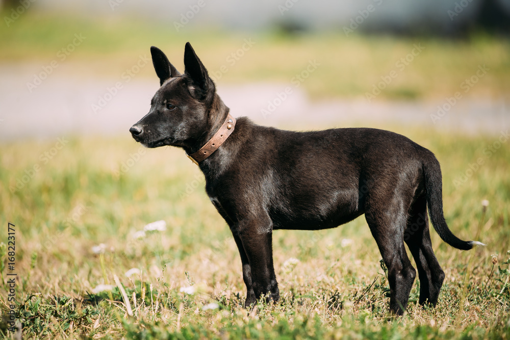 Black Small Size Mixed Breed Homeless Puppy Dog Sit Outdoor In Green Grass