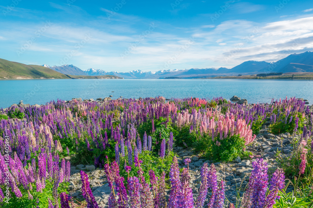 新西兰Tekapo Lupin湖景观