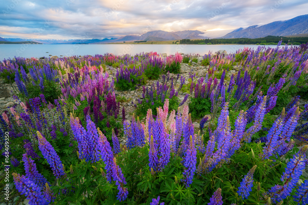 Lake Tekapo Lupin现场焦点混合