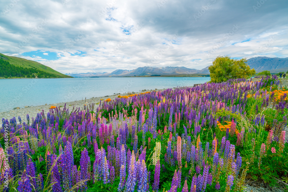 新西兰Tekapo Lupin湖景观