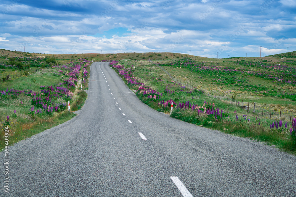 Road in Lupine Field, New Zealand