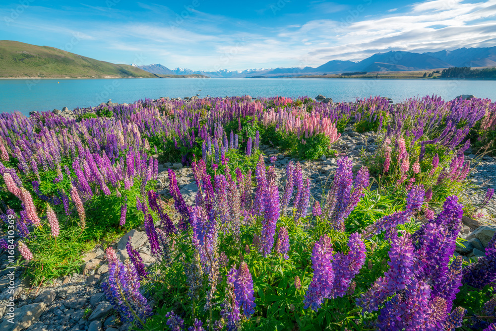 新西兰Tekapo Lupin湖景观