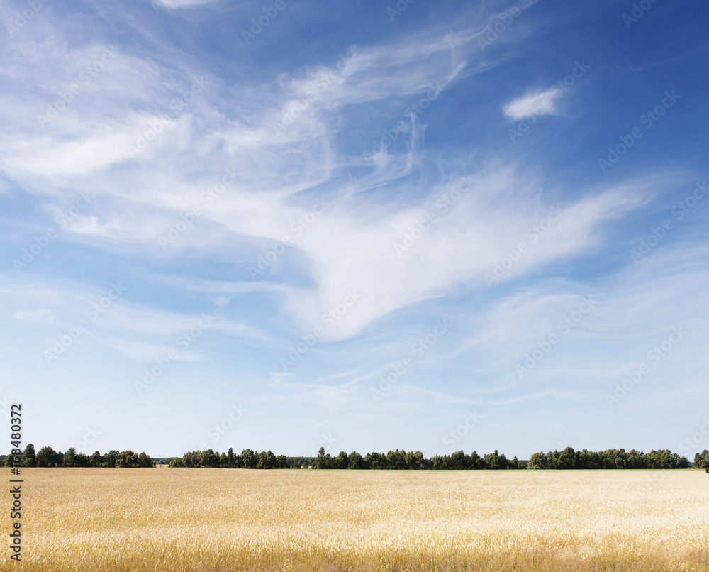 golden wheat field and sunny day